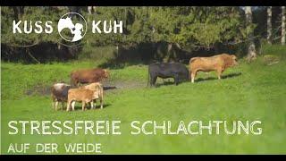 Stressfreie Schlachtung - der Weideschuss bei der Kuss-Kuh Initiative