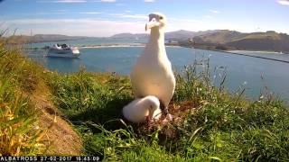 #RoyalCam 2017 highlights Cruise ship leaves the harbour