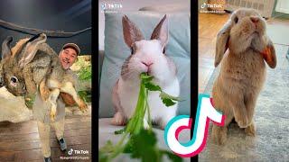 Tik Tok de Conejos  Rabbits 