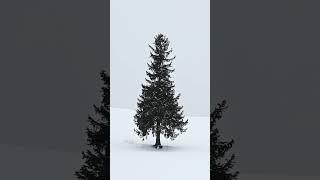 Serenity Now Snow gently falling on the Christmas Tree in Hokkaido Japan