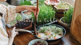 #36 Ten Simple Microgreens & Sprouts Recipes   Seed to Table