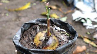 Grafting avocado on young rootstock