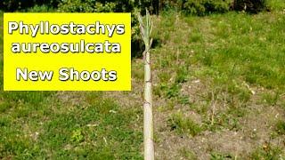Phyllostachys aureosulcata  New Shoots Spring 2024