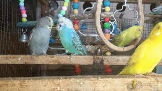 Budgie Sounds for Lonely birds on windy and rainy day