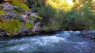 The soothing sound of the exuberant stream.. Meditation with bird chirping forest and water sounds.