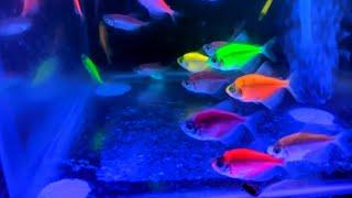 glofish tetrabeli ikan onlineikan hiasikan glofish