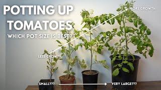 The Best Pot Size for Growing Tomatoes??? Big or Small