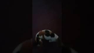 Kucing belang pandai dan penurut#shorts  #videoshorts #kucing