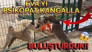 EVAYI PSİKOPAT KANGALLA BULUŞTURDUK - ANLAŞAMADILAR 