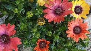 All about growing Osteospermum  African Daisy