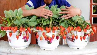 Growing Strawberries from seeds tips for growing Strawberries on the balcony with many fruits