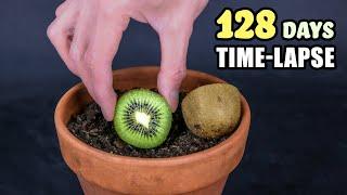 Growing Kiwi Plant From Seed 128 Days Time Lapse