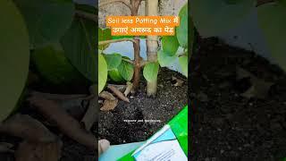 Soil less Potting Mix में उगाएं अमरूद का पेड़ घर की छत पर #shorts #terracegarden   #fruit #plants