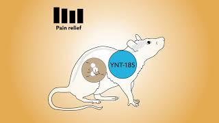 Targeting orexin-2 receptors to avoid the sedative effects of morphine