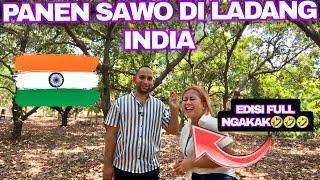 PANEN SAWO DI LADANG INDIA‼️KAGET LIHAT KONDISI LADANG SUAMIKU