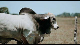 BRC 1608 The Pinnacle of Modern American Brahman