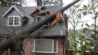 Dangerous Idiots Tree Felling With Chainsaw Big Tree Removal Fails Falling On Houses