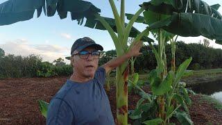 Trimming Banana Plant Rhizome Leaves to promote faster growth Flower Blossoms and Bananas