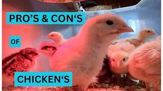 Pros & Cons to Backyard Chickens Bonus How to get greens to your Chickens during the winter
