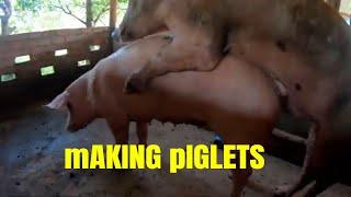 Making Own Piglets - Nipe Adventure - EP 77