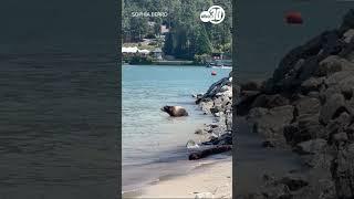 Bear goes for a swim at Bass Lake amid ongoing heat wave