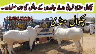 Chakwal Mandi Qurbani Bulls Price information.