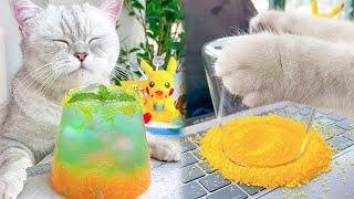 Cat Cooking Food ASMR Sprite Homemade Drinks  Easy Recipes To Make