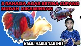 CIRI IKAN CUPANG BETINA SIAP KAWIN  3 TIPS MUDAH KAMU HARUS TAU INI