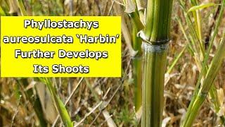 Phyllostachys aureosulcata Harbin  Continuing to Gain Height