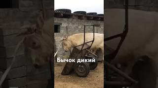 Покупка бычка загоняем в сарай #дикий бычок