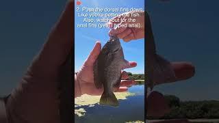 How to take a fish bluegill or any panfish off the hook 