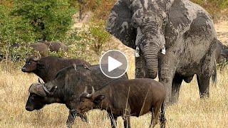 Elephants Walk Through a Sea of Buffalo