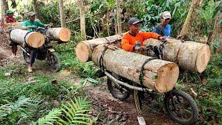 The high-risk job of a logging motorbike taxi is carrying wood from the forest via extreme roads