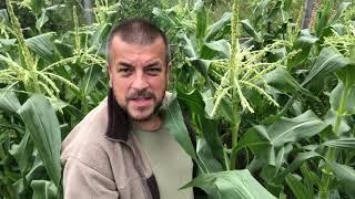 How to grow Sweetcorn Tassels & Silks