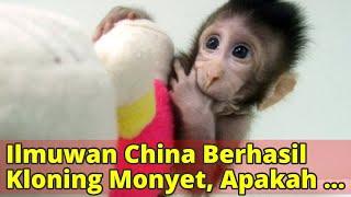 Ilmuwan China Berhasil Kloning Monyet Apakah Manusia Selanjutnya?