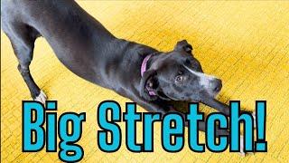 BIG STRETCH Song  You gotta say Big Stretch #dog