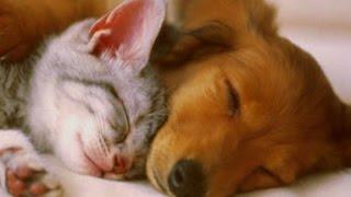 PET THERAPY  Sleep Music w Binaural Beats for Dogs & Cats - Sleep Disorders - 2 HOURS