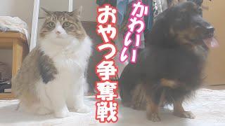 おやつをとられちゃう猫【保護猫／ダックス】