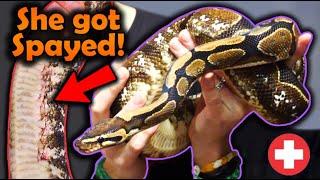 Rescuing a Ball Python with Rotting Eggs Inside Her?