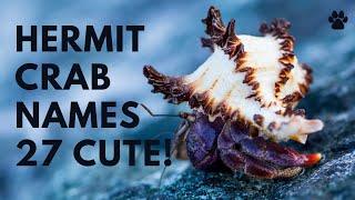  Hermit Crab Names 27 CUTE & BEST Ideas  Names