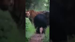 Tiger vs Bear  #wildlife #shorts