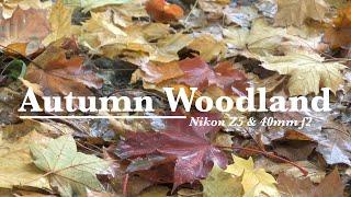 Autumn Woodland Nikon Z5 & 40mm f2