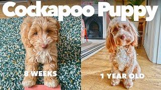 Having a Cockapoo Puppy  From 8 weeks to 1 year old