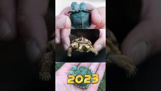 2023 Two headed turtle VS 5000 bce turtle  #shorts #viral #youtubeshorts@mrbeast @mrindianhacker