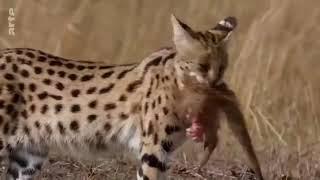 Servale - Afrikas unbekannte Katzen HD Deutsch Tierdokumentation