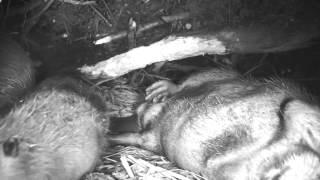 An Inside Look at a Beaver Lodge Thanks to Jeff Hogan for the video.