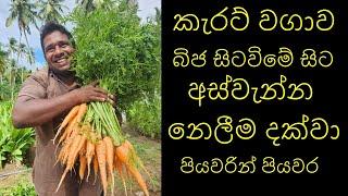 කැරට් වගාව බිජ සිටවනතැනසිට අස්වැන්න නෙලීම දක්වා Carrot cultivation from seed to harvest kerat wagawa