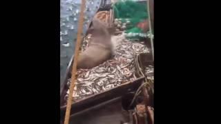 Russian fishermen found a huge sea lion in their fishing net