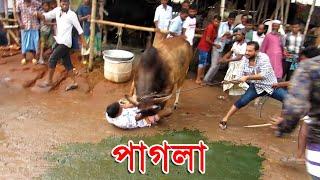 Amazing Pagla Goru Paglami  Mad Cow Madness  Gabtoli  Biggest Cattle Market in Bangladesh