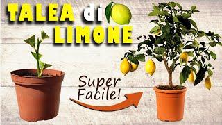 PIANTE di LIMONE GRATIS  La TALEA di LIMONE - Spiegata PASSO dopo PASSO